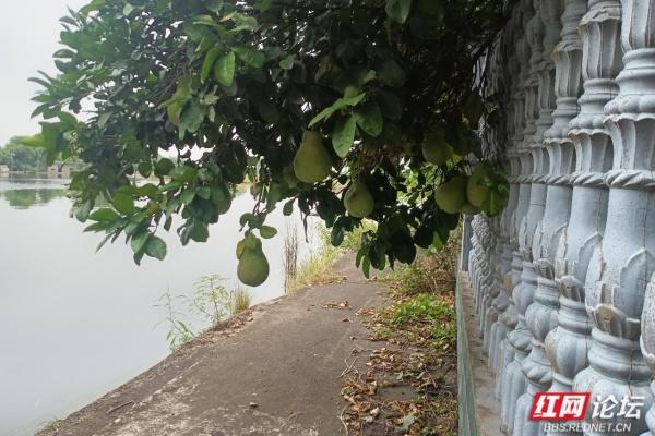 长沙秋日三景：桥、舞、柚里藏尽秋日治愈感
