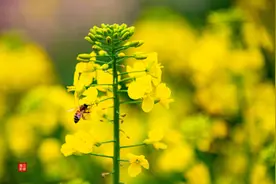 又见菜花黄图片