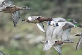 丽水莲都发布野生动物资源“家底”图片