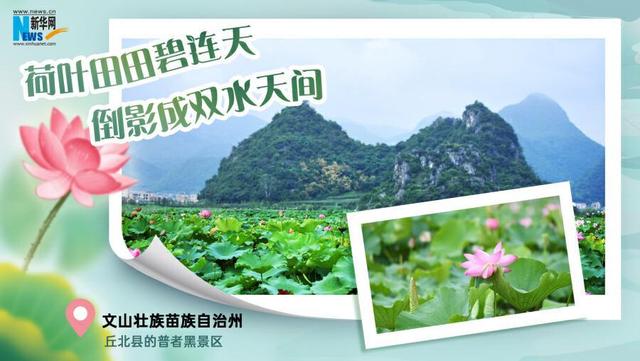 云南夏日赏荷图鉴