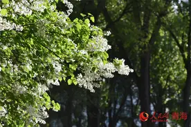 雪豹之都 高原明珠|从“一季旺”到“四季热”的西宁文旅故事图片