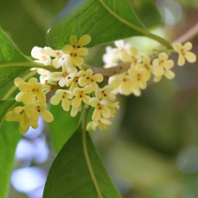 桂花闻起来香，吃起来也“香”，但千万不能随便吃！