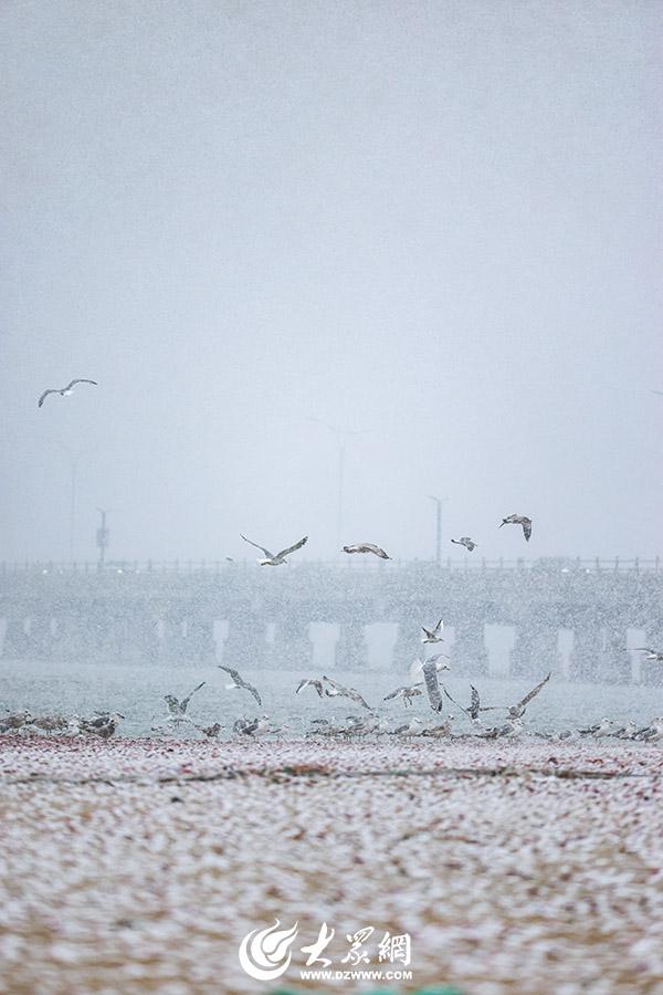 四季予你｜烟台：雪舞海畔，海鸥争涛