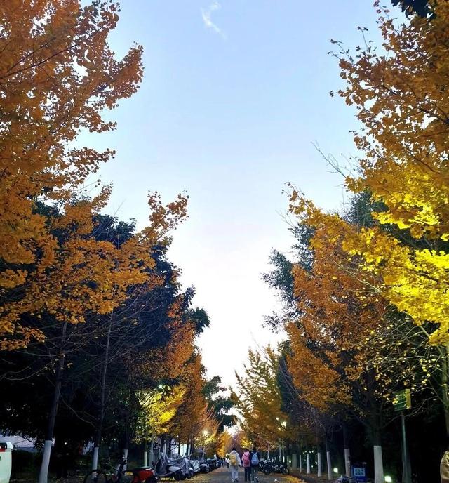 网友不建议推广？来大理，给你“镀层金”