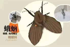 重要提醒！男子随手拍死小黑虫，竟被迫摘除眼球！最近很多人家里都有它→图片