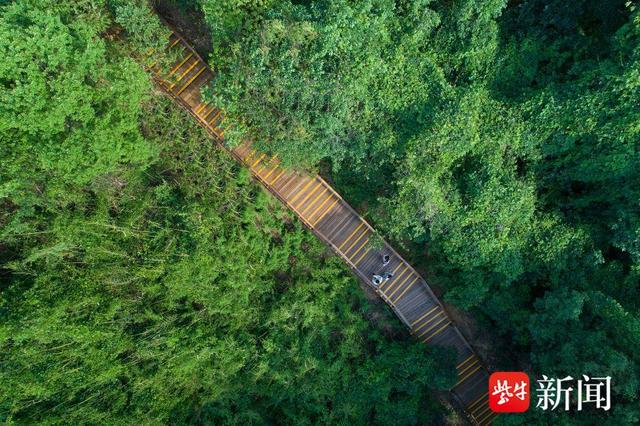 【图集】大美江苏！穿越森林秘境，漫步郊野公园，沉浸式感受"绿色动脉"