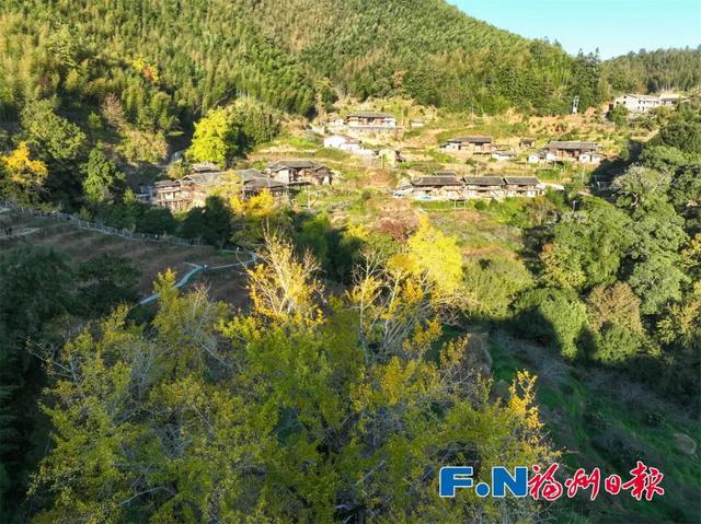 惊艳上线！福州这里变身“黄金村”！还有人靠它悄悄赚钱……