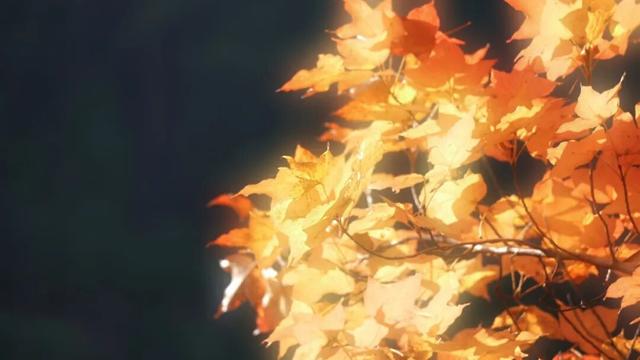 银杏鎏金映红枫 半城诗意半城冬