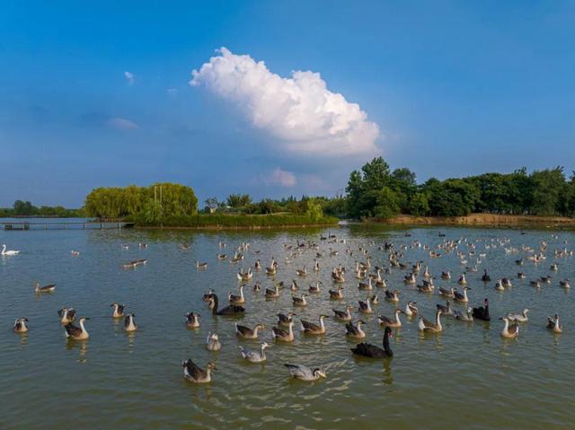 纪念抗战胜利80周年，9月1日至7日，台儿庄古城携手六大景区门票免费！