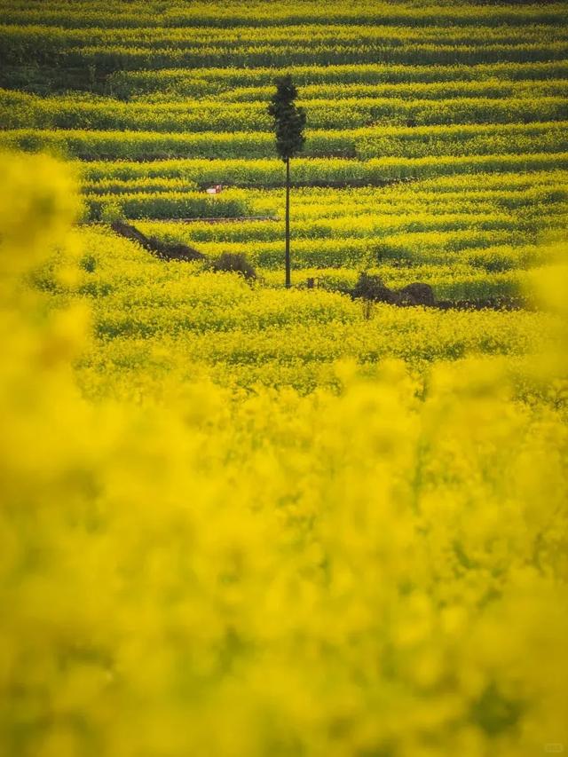 大冬天去赏什么花~油菜花！
