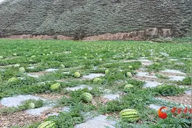 靖远：硒砂瓜喜获丰收 “甜蜜产业”助力乡村振兴图片