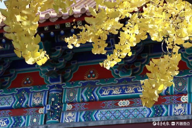 文庙秋韵，金叶叩红墙