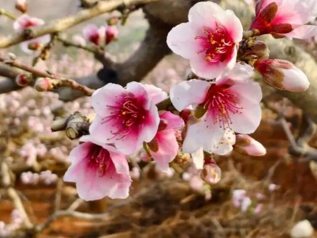 粉色风暴来袭！花雨芬芳，东川这里桃花已燃！