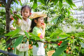 菊园百果园樱桃文化节开幕！一起去采樱桃、体验限定活动图片
