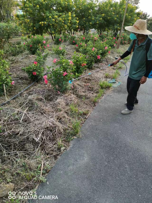 打造“无蚊景区”，古劳水乡年底前夜游免费入园