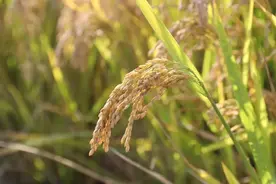 绿色稻谷认证！吃着更放心~图片