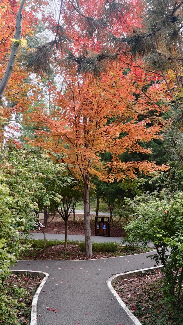 秋日清晨的北京，色彩饱和度拉满！