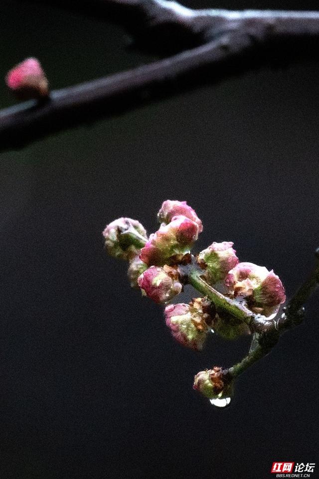 组图丨大寒日，去株洲文化园收集春天的预告片