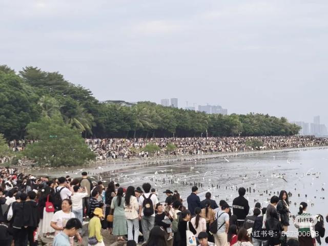 “春运都没这么多人”！深圳知名景区刷屏，网友纷纷“劝退”！