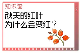 秋天红叶为什么会变红？｜知识窗图片