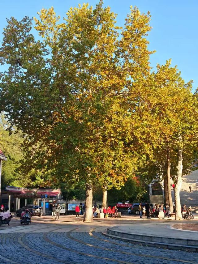 看！市北的深秋落在了地上！快来捡个秋