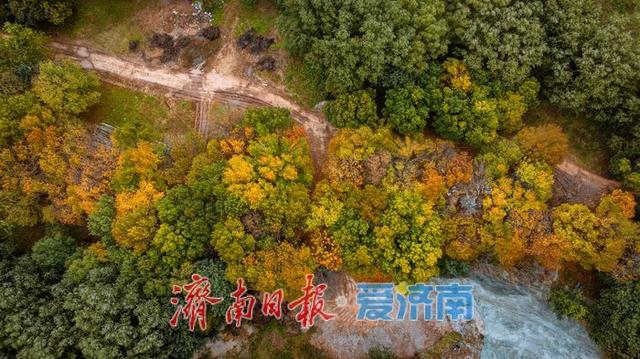 一年四季 泉在济南丨济西湿地公园，秋日绘就斑斓画卷