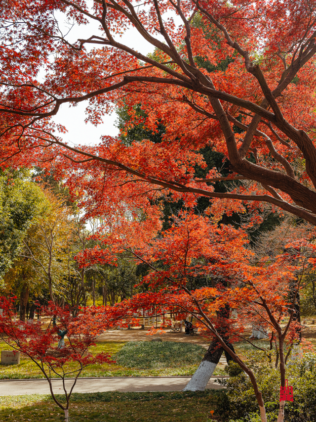 红红红红！红“枫”了！