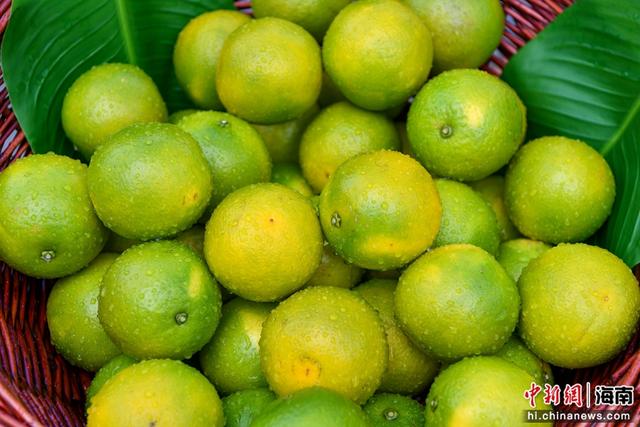 一颗绿橙串起“诗与远方” 琼中绿橙旅游季启动 (组图）