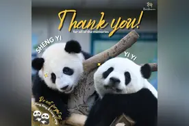 大熊猫“谊谊”“升谊”今日从马来西亚回国！当地动物园欢送图片