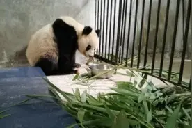 陕西周至被救大熊猫体况趋于稳定，正对症继续治疗图片