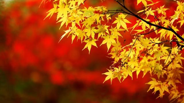 官宣：栖霞山进入最佳观赏期！