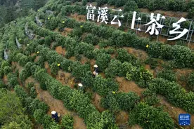 明前茶飘香图片