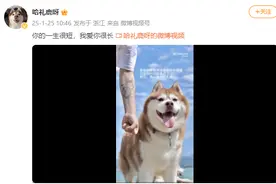 网红哈士奇“哈礼鹿”去世，主人：等我忙完这一生再去找它相遇图片