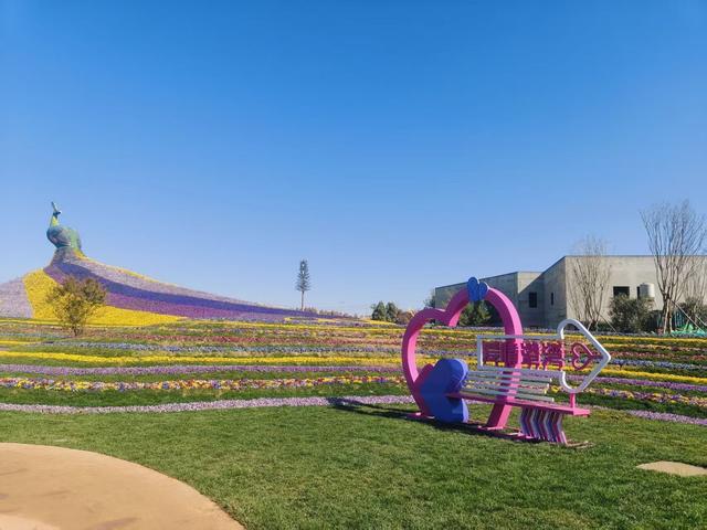 唛唛！这只“巨型孔雀”即将在斗南湿地公园华丽开屏