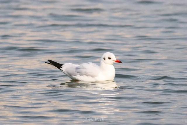 红杉秘境、白鸟起舞，武昌这座公园全都有
