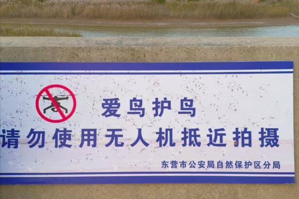 东营观鸟季开启！停车、厕所、休息站……便民服务已就位