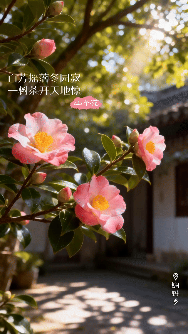 崇阳的冬天，是带着香味和颜色的