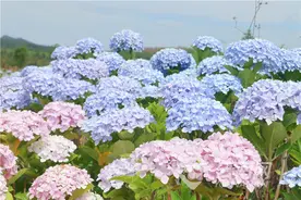 马龙金澜溪谷：绣球花开 绚烂多彩图片