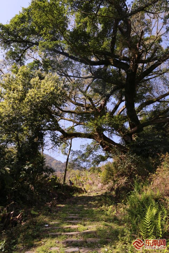 徒步热潮唤醒千年古道 宁德山海间走出文旅新路径