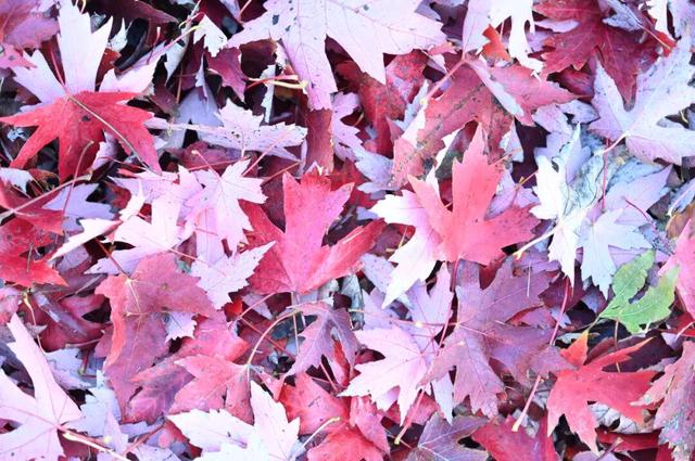 红了~红了，来宿城追“枫”！