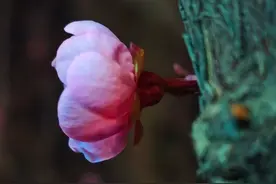 夜晚美人梅花更俏图片