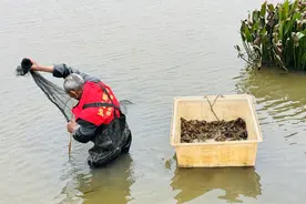 多图|泸县首批早虾捕捞上岸，2小时内直销重庆市场图片