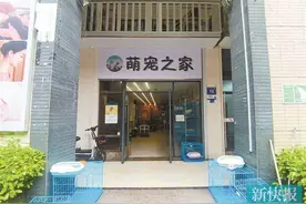 广州一宠物店“连环”售卖病宠 已有40余人中招图片