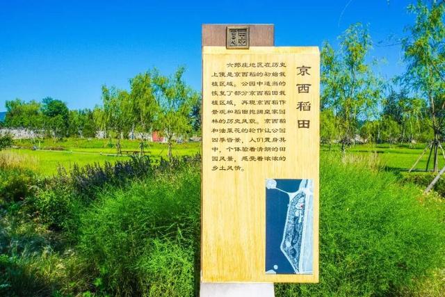 绿了绿了！海淀稻田换“新装”，免费打卡！