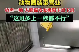 动物园结束营业，铃声一响 大熊猫发发极限卡点下班，“这班多上一秒都不行”@肉包滚图片