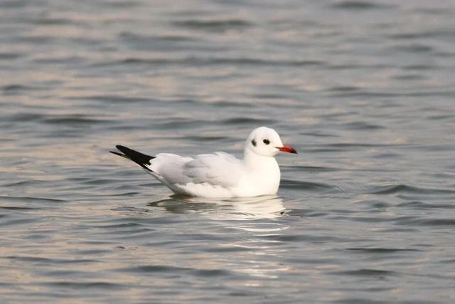 跨年别宅家！武汉公园元旦3天玩法全攻略来了