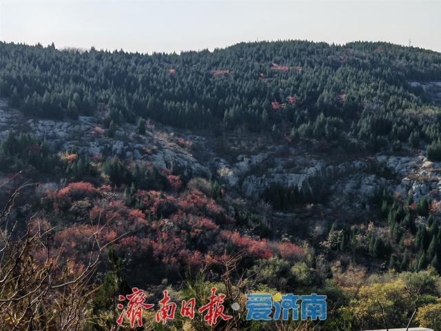 腊山冬日正当“红”| 一年四季 泉在济南