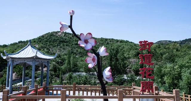 这个暑假，张夏带您开启一场全新的“乡村风情游”