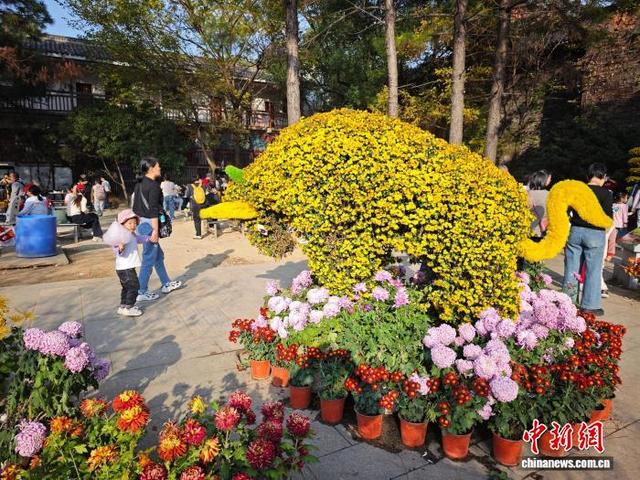 江西南昌天香园万菊绽放 民众醉游菊香花海