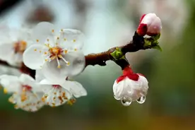 沈阳人请注意！明起连续四天雨雨雨！“过敏星人”本周请提前开启防护模式图片